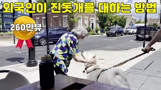 진돗개가 미국에서 산책을 하면 생기는 흔한일 feat 미국 아이들 반응 The Reaction of American When They See Jindo Dogs [upl. by Cedar665]