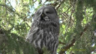 LAPPUGGLANS LÄTEN Great Grey Owl Strix nebulosa Klipp  126 [upl. by Sidoon]