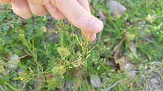 Cardamine hirsuta aka hairy bittercress aka Exploding Bean Plant High Speed [upl. by Seravat814]