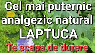 Tratează DurereaDepresiaInsomniaStresulFicatul Puternicul remediu natural [upl. by Eylk]