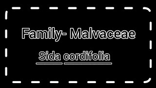 Family malvaceae  Sida cordifolia  General character amp classification with floral diagram [upl. by Anoit851]