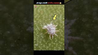 watch this before eating  cochineal beetle  shorts facts [upl. by Ahsekim]