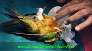 SUN CONURE FRACTURE TREATMENT INTRAMEDULLARY PINNING LYKA PET CLINIC amp SURGICAL CENTRE DINDIGUL [upl. by Salb700]