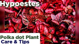 Hypoestes  How to Care PolkaDot Plant  Hypoestes Plant Care  PolkaDot Plant Care Tips amp Tricks [upl. by Warren515]