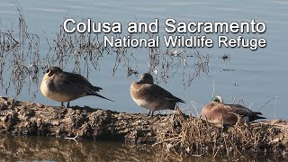 Colusa and Sacramento National Wildlife Refuge [upl. by Fonsie180]