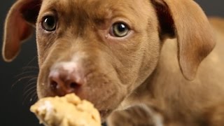 Puppies Eat Peanut Butter For The First Time [upl. by Leatrice]