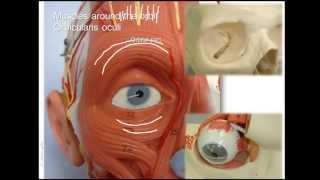 Anatomy of upper facial muscles [upl. by Llehcim]