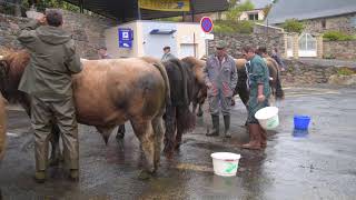 Concours race Aubrac [upl. by Sefton]