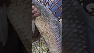 Asian Country Fishing shorts  Amazing Rural Fishing Video 🐟 Best Asian Fishing Technique shorts [upl. by Hurleigh256]