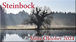 ♑ Steinbock  Mitte Oktober 2024 ♑  Sei selbst die Veränderung [upl. by Aicyla]