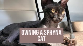 WHAT ITS LIKE TO OWN A SPHYNX CAT [upl. by Nivlad]