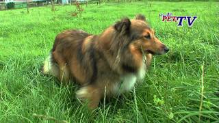 Shetland Sheepdog Informationen zur Rasse [upl. by Madalyn]