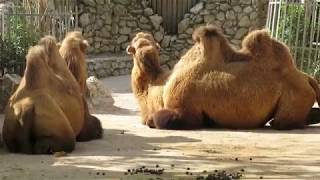 Camelobactriano Camelus bactrianus no Zoo [upl. by Holton]