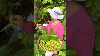 Dillenia philippinensis katmon Its fruit is known as elephant apple [upl. by Lepley]