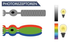 Sinnesphysiologie des Auges SynapsenErregungsübertragung  BioBox [upl. by Anaiad]