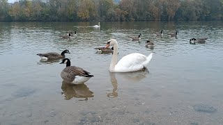 Untouched Beauty Swans Ducks and Canada Geese in Stunning 4K [upl. by Flodur]