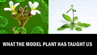 What we can learn from Arabidopsis Research Explained in 7 Minutes [upl. by Kostman]