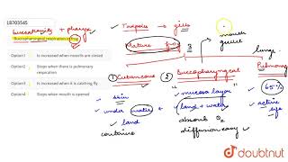 Buccopharyngeal respiration in frog [upl. by Kcub]