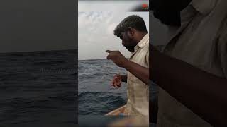 Catching Rosy Snapper Fish Using Sardine Pieces as Bait fishing fishingvideo oceanfishing [upl. by Tnomal]