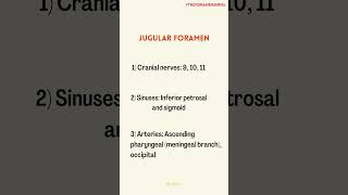 Jugular Foramen theforamenseries  Foramen of skull  Anatomy  Medinare [upl. by Ahsenik]