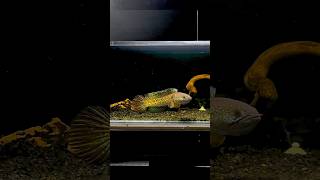 GOLDEN COBRA SNAKEHEAD auranti aurantimaculata channaauranti channaaurantimaculata aquarium [upl. by Aratihc]