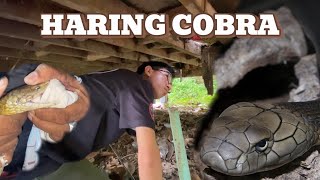 DUMUNGAW NA COBRA AT KING COBRA SA UNISAN cobraprince vlog kingcobra [upl. by Eloise]