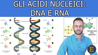 005 Gli acidi nucleici DNA e RNA livello base [upl. by Norbert]