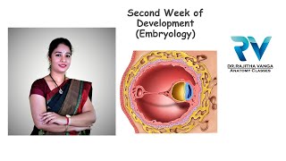 Second Week of Development General Embryology by Dr Rajitha Vanga [upl. by Aiblis]