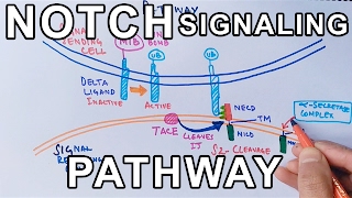 Mechanism of NOTCH SIGNALING PATHWAY [upl. by Eikcor338]