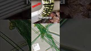 5KingdomofClassification🔥plantanimalfungiprotistabacteria360p [upl. by Ginsburg122]