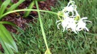 Hymenocallis festalis zwanenberg Peruvian daffodil [upl. by Jeffcott312]