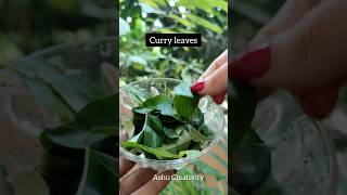 ✅Curry leaves Hair Tonic For Fast Hair GrowthHaircare tips shortshaircarelonghairviral [upl. by Orion]