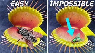 Why the Worlds Rarest Flytrap Can’t Catch Green Flies [upl. by Sleinad866]