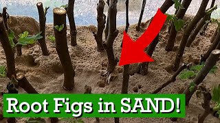 2 Successful EASY Fig Tree Rooting Method using ONLY Sand amp Water [upl. by Anertac120]