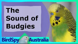 3 Hours of Budgies Chirping and Singing  BirdSpyAus [upl. by Arhoz]