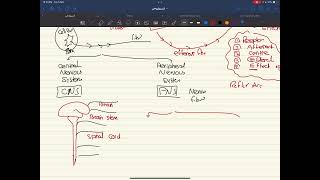 Autonomic nervous system1 [upl. by Lledrac]