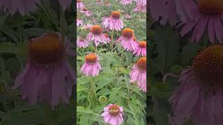 Echinacea purpurea 🌸✨️🌿 echinacea flowers gardenflowers [upl. by Fernanda274]