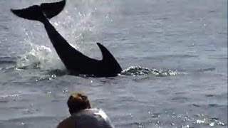 Angry dolphin caught attacking people [upl. by Ynnod]