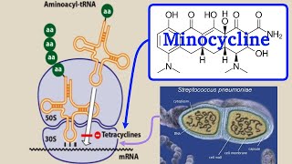 minocycline [upl. by Manley]