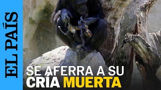 ANIMALES  Una chimpancé en Valencia se aferra a su cría muerta desde hace tres meses  EL PAÍS [upl. by Anica]