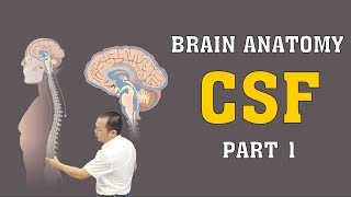 Brain Anatomy  CSF  Part 1 brainanatomy [upl. by Mello]