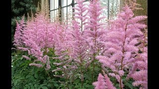 How to Grow Astilbe [upl. by Hanae204]