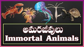 7 Almost Immortal Animals  7 Animals Who Can Live Forever  Telugu  భూమిపై అమరజీవులు [upl. by Airbmac]