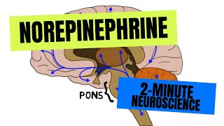 2Minute Neuroscience Norepinephrine [upl. by Fortunna572]