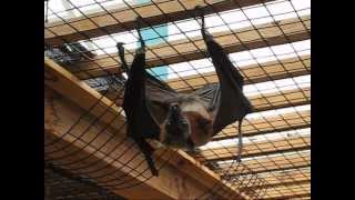 The Biggest Bat in the World  Flying Fox [upl. by Eiramanel]