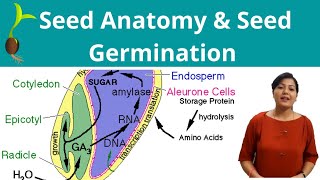 Seed Anatomy  Seed Germination [upl. by Mitman]