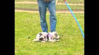 115 week old Border collie pup showing herding instinct on sheep [upl. by Karrie]