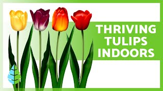 POTTED TULIP CARE for YearRound Beauty 🌷 Location Watering and More [upl. by Keverne]