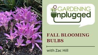 Gardening Unplugged  Fall Blooming Bulbs Colchicum Allium Lycoris Hippeastrum Zephyranthes [upl. by Redleh]