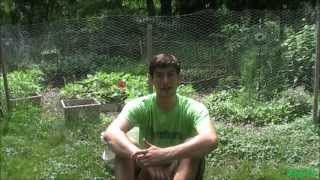 EZ How to Make A Fertilizer From Weeds [upl. by Hurley]